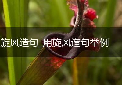 旋风造句_用旋风造句举例