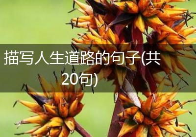 描写人生道路的句子(共20句)