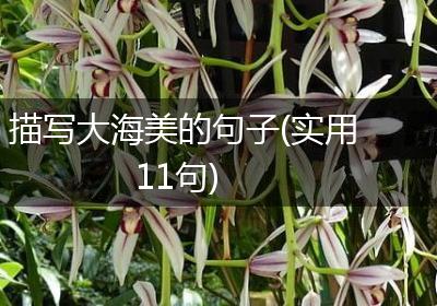 描写大海美的句子(实用11句)