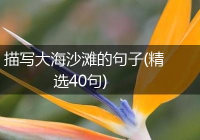 描写大海沙滩的句子(精选40句)