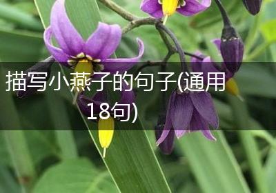 描写小燕子的句子(通用18句)