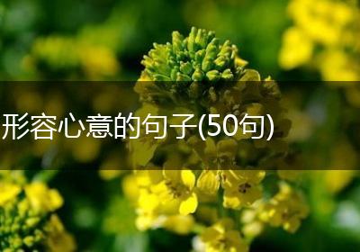 形容心意的句子(50句)