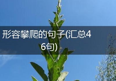 形容攀爬的句子(汇总46句)