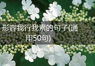 形容我行我素的句子(通用50句)