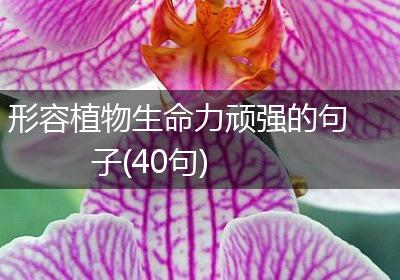 形容植物生命力顽强的句子(40句)