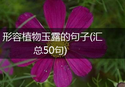 形容植物玉露的句子(汇总50句)