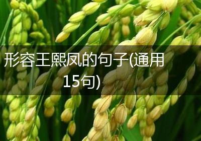形容王熙凤的句子(通用15句)