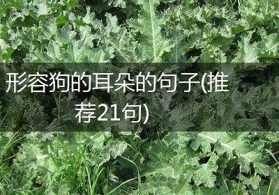 形容狗的耳朵的句子(推荐21句)