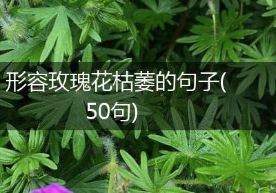 形容玫瑰花枯萎的句子(50句)