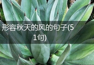 形容秋天的风的句子(51句)