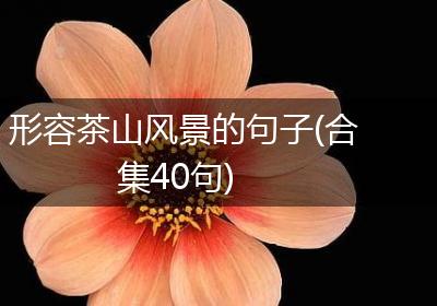 形容茶山风景的句子(合集40句)