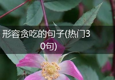 形容贪吃的句子(热门30句)