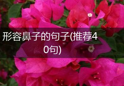 形容鼻子的句子(推荐40句)