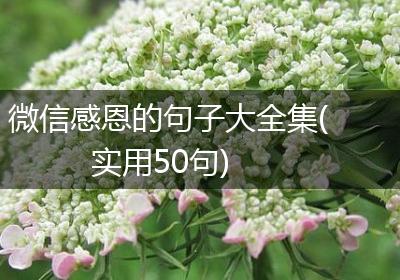 微信感恩的句子大全集(实用50句)