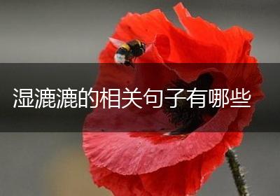湿漉漉的相关句子有哪些