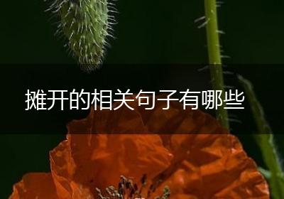 摊开的相关句子有哪些