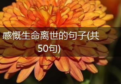 感慨生命离世的句子(共50句)