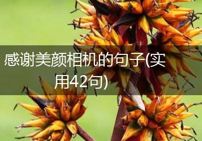 感谢美颜相机的句子(实用42句)