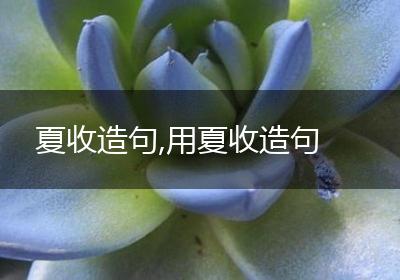 夏收造句,用夏收造句