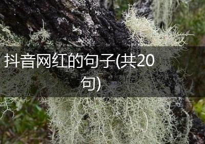 抖音网红的句子(共20句)