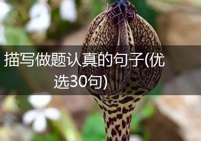 描写做题认真的句子(优选30句)