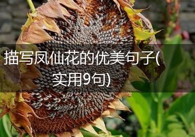 描写凤仙花的优美句子(实用9句)