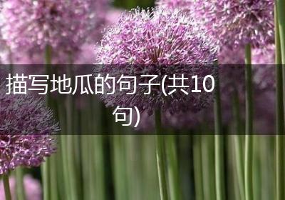 描写地瓜的句子(共10句)