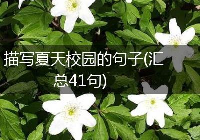 描写夏天校园的句子(汇总41句)