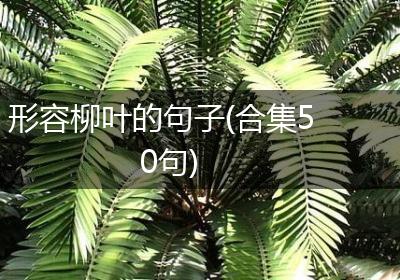 形容柳叶的句子(合集50句)