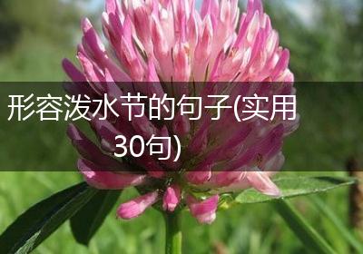 形容泼水节的句子(实用30句)