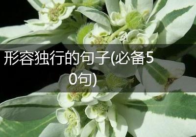 形容独行的句子(必备50句)