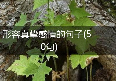 形容真挚感情的句子(50句)
