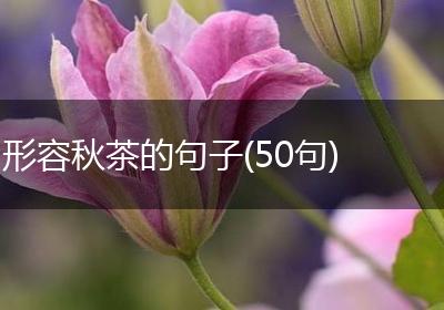 形容秋茶的句子(50句)