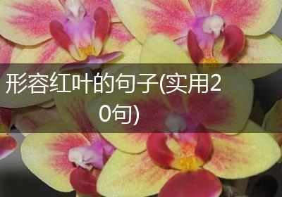 形容红叶的句子(实用20句)