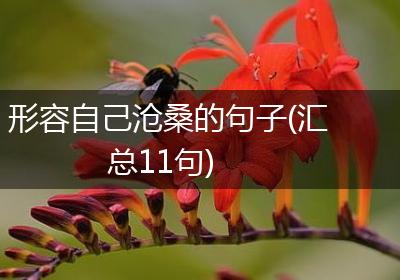 形容自己沧桑的句子(汇总11句)