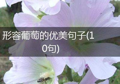 形容葡萄的优美句子(10句)