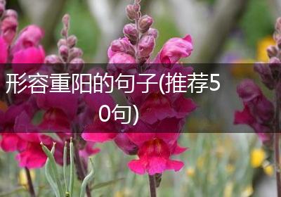 形容重阳的句子(推荐50句)