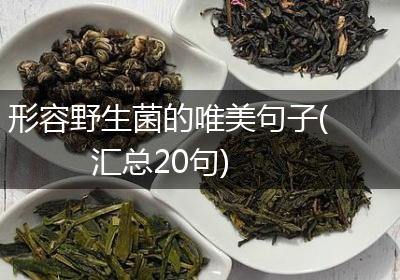 形容野生菌的唯美句子(汇总20句)