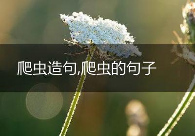 爬虫造句,爬虫的句子