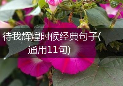 待我辉煌时候经典句子(通用11句)