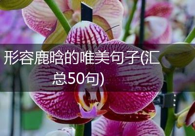 形容鹿晗的唯美句子(汇总50句)