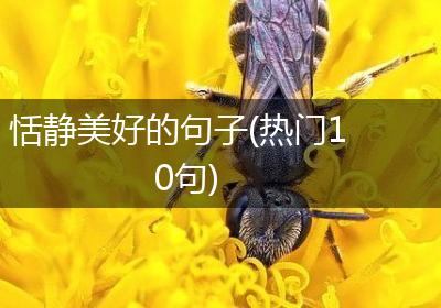 恬静美好的句子(热门10句)