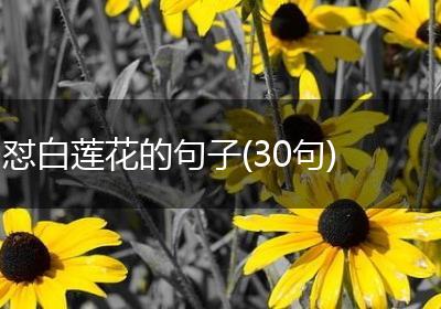 怼白莲花的句子(30句)