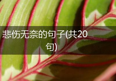 悲伤无奈的句子(共20句)