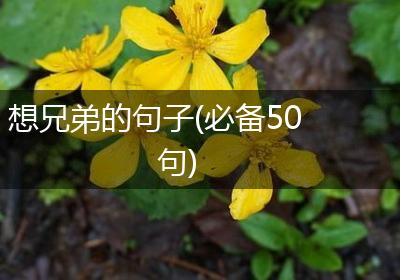 想兄弟的句子(必备50句)