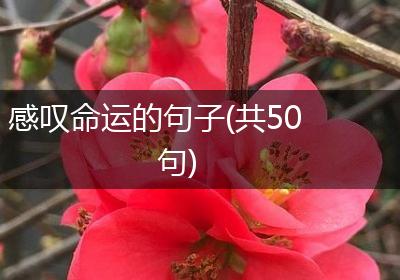 感叹命运的句子(共50句)