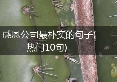 感恩公司最朴实的句子(热门10句)