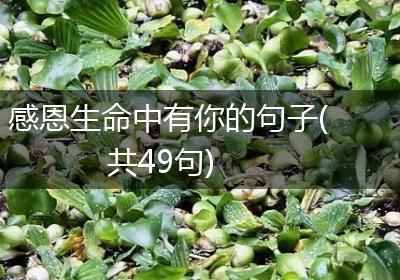 感恩生命中有你的句子(共49句)