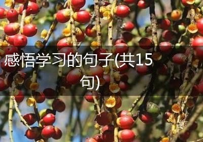 感悟学习的句子(共15句)