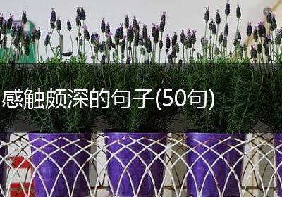 感触颇深的句子(50句)